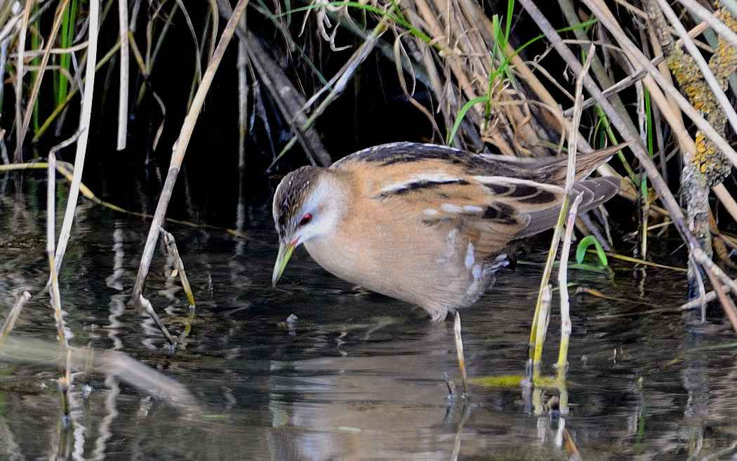 Little Crake